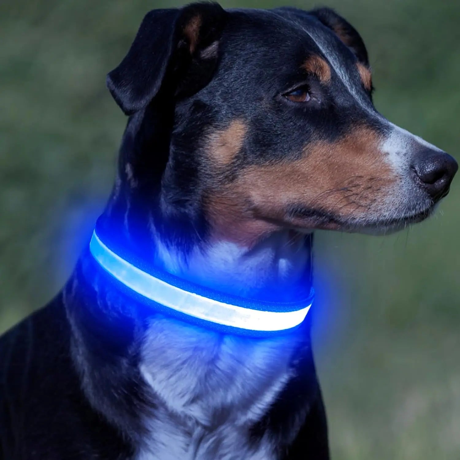 Illuminate Your Dog's Adventures: High-Visibility LED Light-Up Collar for Safe Nighttime Walks - USB Rechargeable & Adjustable for All Sizes
