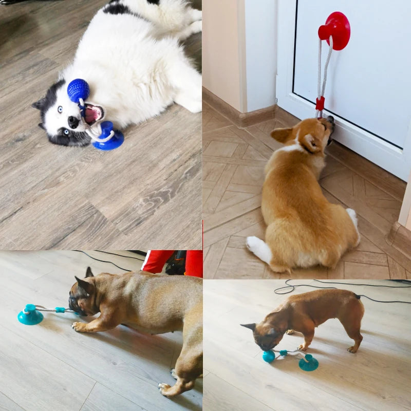 Engaging Interactive Suction Cup Dog Toy - TPR Molar Bite Ball with Elastic Ropes for Chewing and Dental Care
