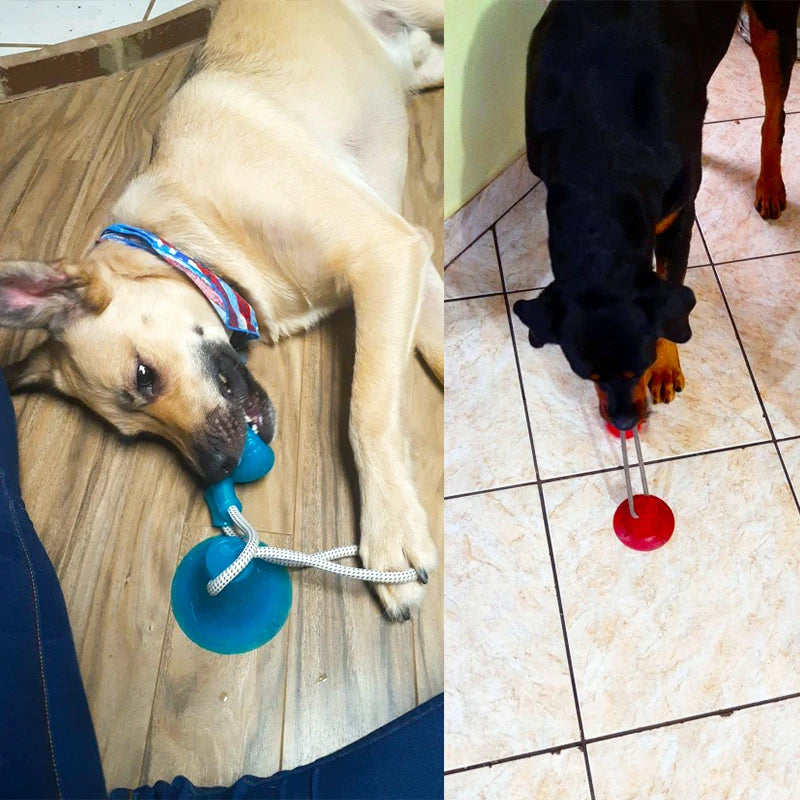 Engaging Interactive Suction Cup Dog Toy - TPR Molar Bite Ball with Elastic Ropes for Chewing and Dental Care