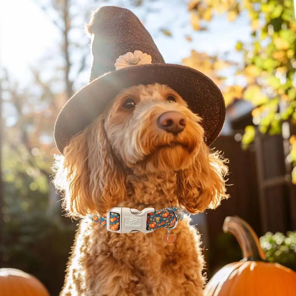 Charming Amber Fall Pumpkin Cotton Dog Collar - Adjustable, Lightweight, and Chew Resistant for Small Dogs, Perfect for Fall Adventures!