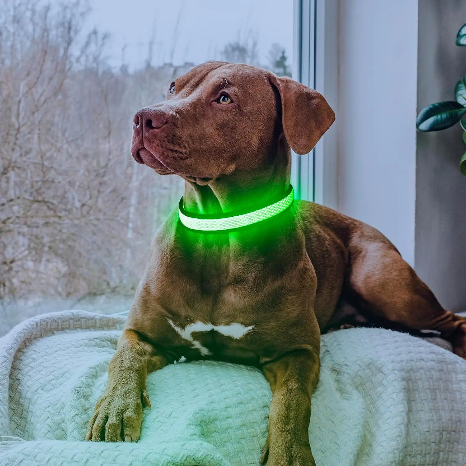 Illuminate Your Dog's Adventures: High-Visibility LED Light-Up Collar for Safe Nighttime Walks - USB Rechargeable & Adjustable for All Sizes