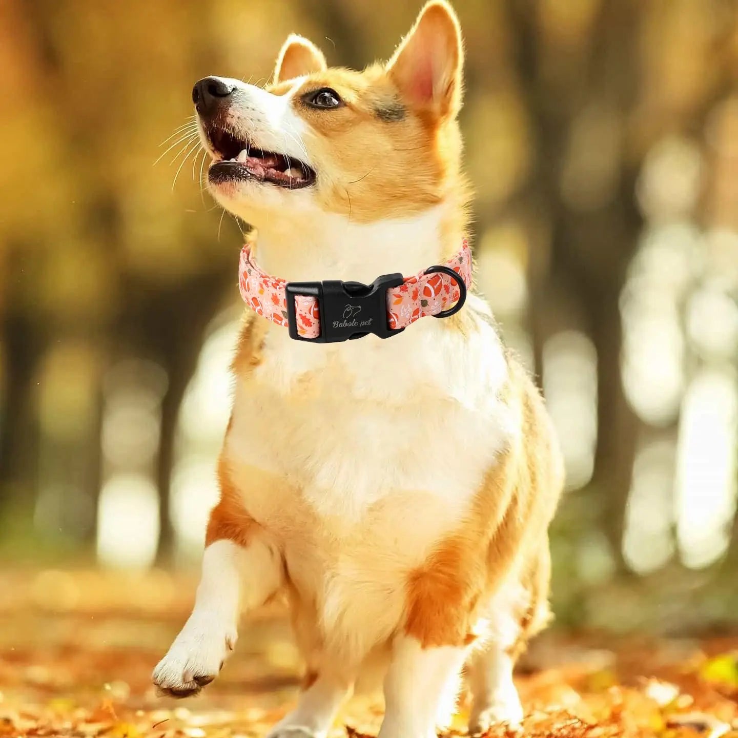 Charming Amber Fall Pumpkin Cotton Dog Collar - Adjustable, Lightweight, and Chew Resistant for Small Dogs, Perfect for Fall Adventures!